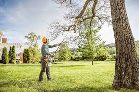 Professional  Tree Services in Riverdale, CA