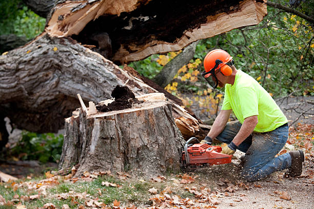 Why Choose Our Tree Removal Services in Riverdale, CA?